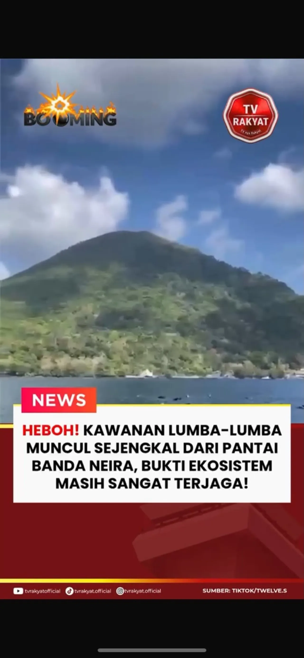 Kemunculan Kawanan Lumba-Lumba Di Banda Neira!  — News